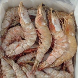供应 高档斑马海鲜虾 美味优质斑马虾 优质鲜活冷冻海鲜水产品