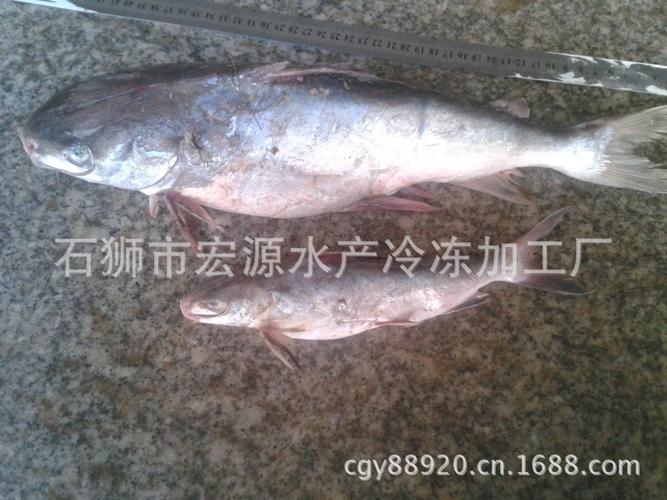 「冷冻水产品」胡子鱼 行啊鱼 海鲶俗称鲶鱼,海鲇,光鱼,骨鱼 老头鱼