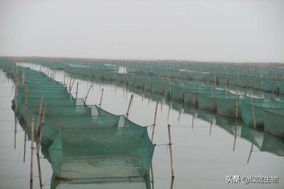 水产EM菌调水成本低效果好,助力水产养殖肥水季