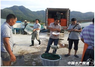 浙江三门县第一茬工厂化养殖的南美白对虾开始起捕出售 - 内销市场 - 中国水产频道 | 网聚全球水产华人