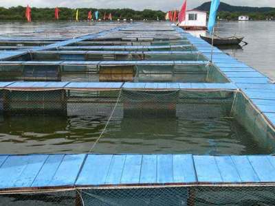 水产养殖使用生物菌肥对于养殖户最大的效益是什么?