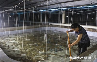 天津杨家泊镇工厂化养殖规模壮大养户增收