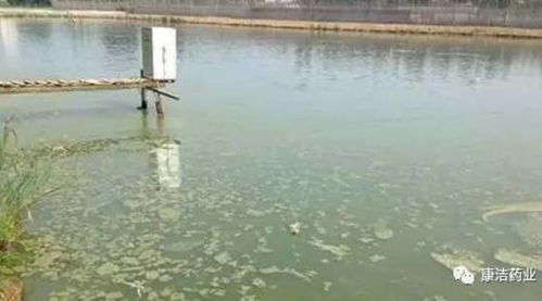 康洁r决策水产品养殖水塘承载力或养植相对密度的2个要素