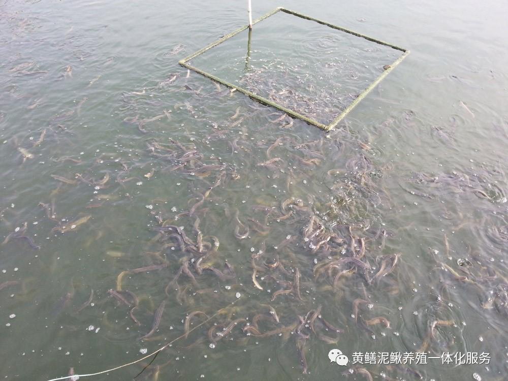 水产工厂化养殖 - 美篇