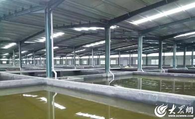 菏泽:水产绿色健康养殖“五大行动”助推渔业养殖转型升级
