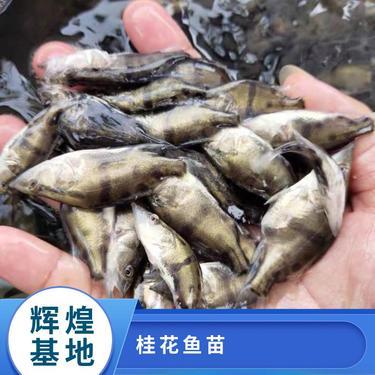 鳜鱼鱼苗价格