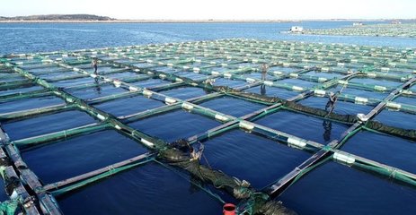 山东海参养殖规模全国第二,自然生态环境下的底播养殖模式为主流