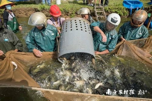 从 塘头 到餐桌,南沙打造现代化 美丽渔业 探秘广东宝藏园③