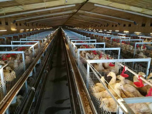 新泰打造北方最大综合性畜禽食品工业专业园区,肉鸭立体笼养模式成全省标准