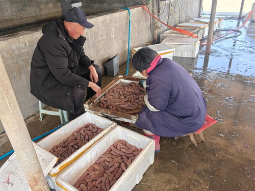 一年之计丨海肠海蛎子上新 带你看 海上春耕 忙