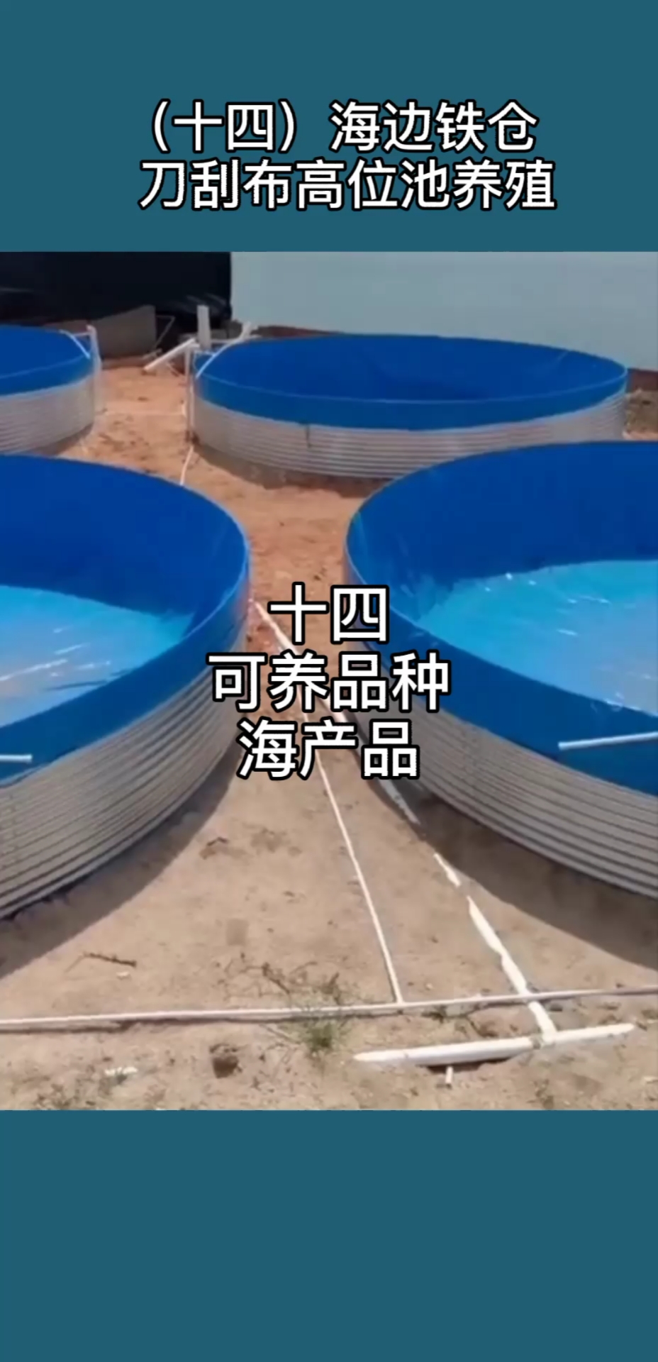 #赶海捉海鲜#工厂化高密度水产养殖,陆基高位池养殖海产品