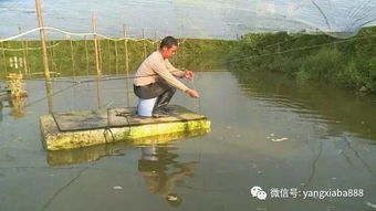 赚钱有道 水产养殖选项目有讲究,想年入百万得这么选