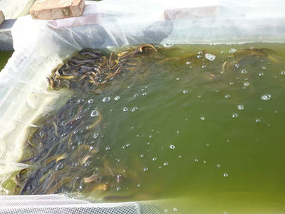 泥鳅苗养殖基地 天津泥鳅苗 濮阳有良水产养殖