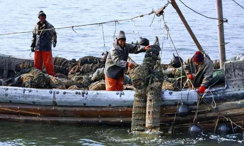 中国最大胆专家,公然在央视 忽悠 ,为何却爆火28年