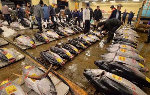 日高层在12年前喝下核污水,至今杳无音信,估计得了癌症都不敢说