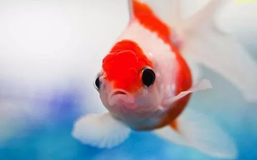 用金鱼检测茶叶农残的实验有多不靠谱