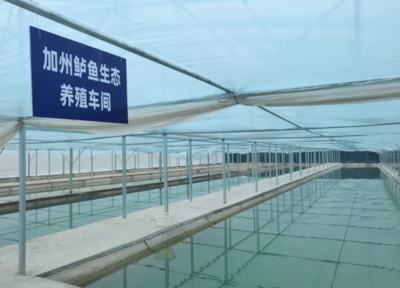 泽普县:戈壁滩上“养”出致富新希望 加州鲈鱼“游”出乡村振兴路