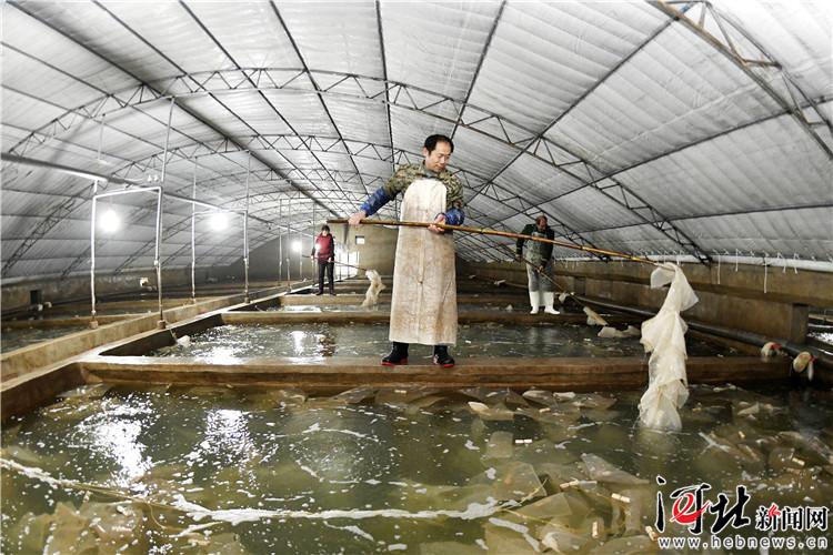 乐亭县大力发展海产品工厂化养殖