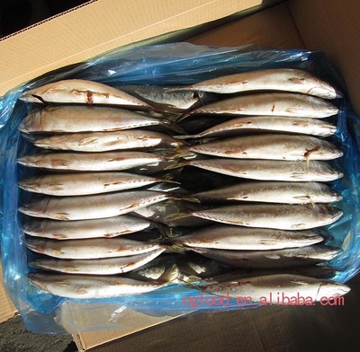 水冷鲐鱼_其他价格_中国水产养殖网
