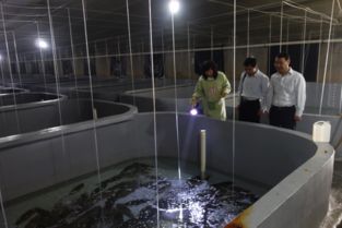 即墨市半滑舌鳎工厂化养殖形势喜人