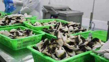 这个小众水产品养殖从业者超60万人,专门餐饮店超2000家,预制菜成就销量猛增!