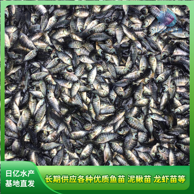 产品图片_广州市花都区赤坭日亿水产鱼苗养殖场