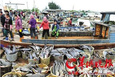 官方发布:寒灾已致广东水产业损失9.9亿元,预计回暖过程还将大规模死亡