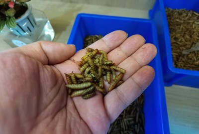 一年减碳117万吨,上海新一轮垃圾分类满五年:因为认同所以坚持