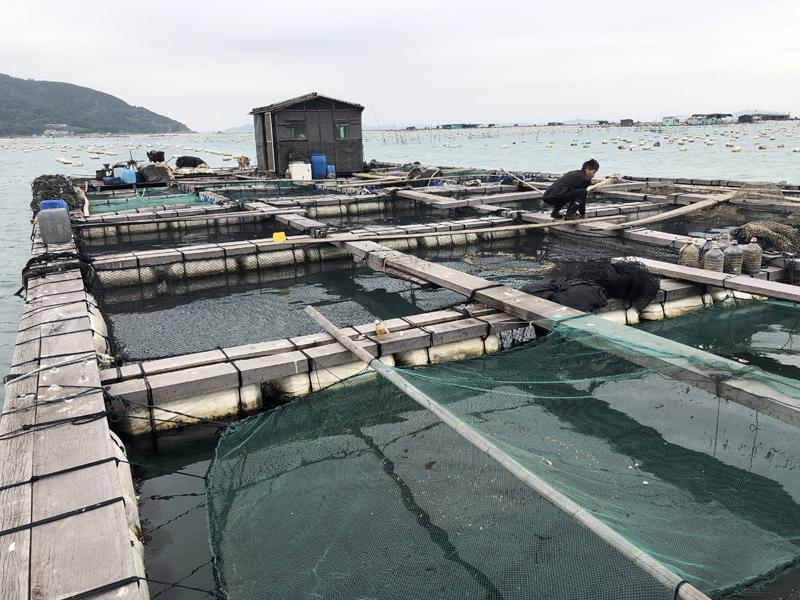 野生新鲜海鱼包公鱼海鲜水产鲜活海捕石斑鱼当天现捞活鱼1条1~2斤