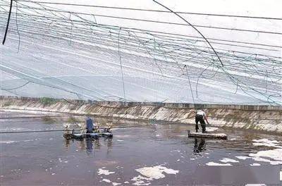 收益忽上忽下,海水虾养殖如何提质增效觅新途 听听渔业专家怎样说