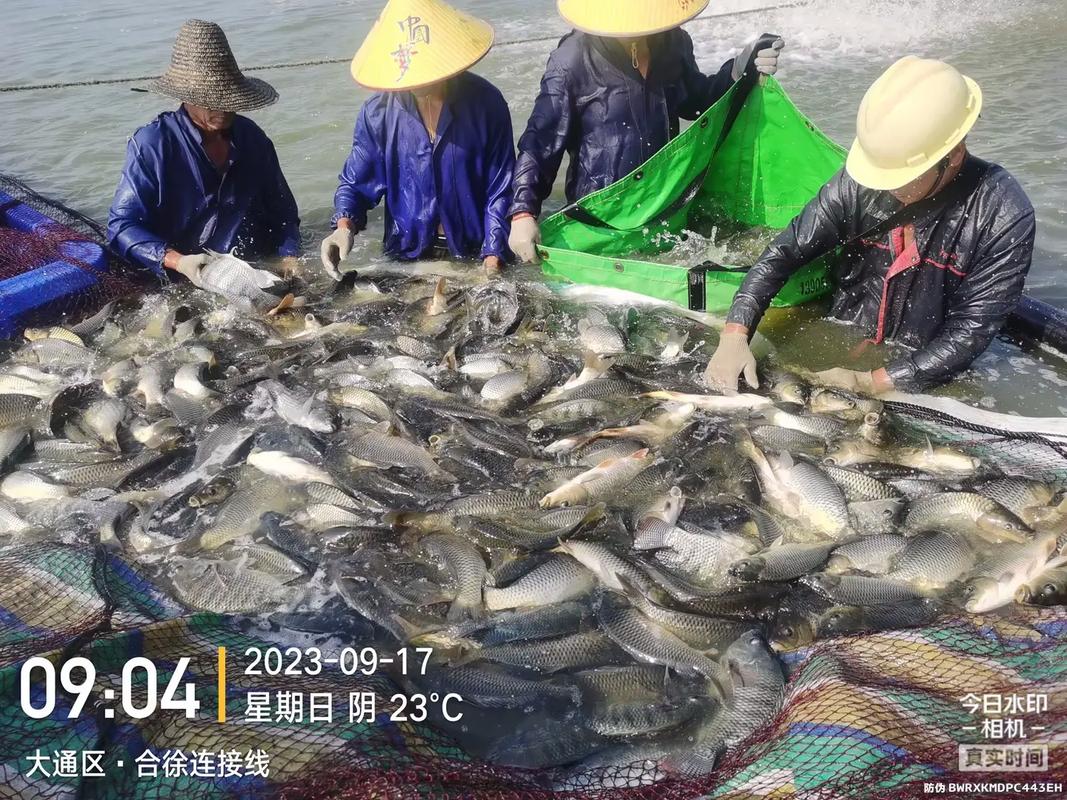 养鱼好饲料,淮南海大造.#水产养殖 #水产人 #淡水鱼 #特
