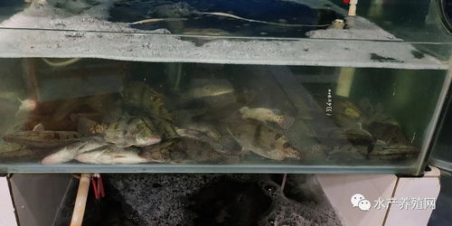 鳜鱼比去年便宜20元,养殖户心在滴血 上旬加州鲈价格略有上涨