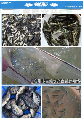 广东鱼苗场批发活体鱼苗 淡水石斑鱼苗 石斑鱼苗(全国发货)包邮