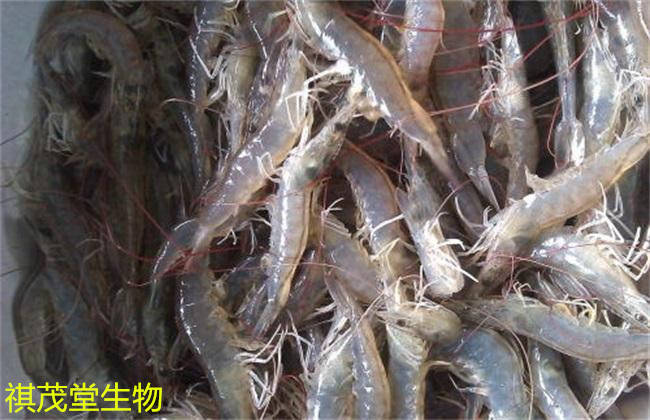 杜仲提取物在水产养殖的应用