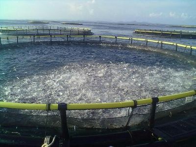 日本再曝无下限行为!用福岛核污水养殖水产品,你的餐桌危险了?