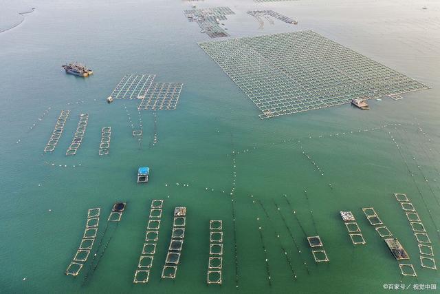 「海洋经济④」湛江:数字赋能海洋渔业,打造全球水产高地|养殖|水产品