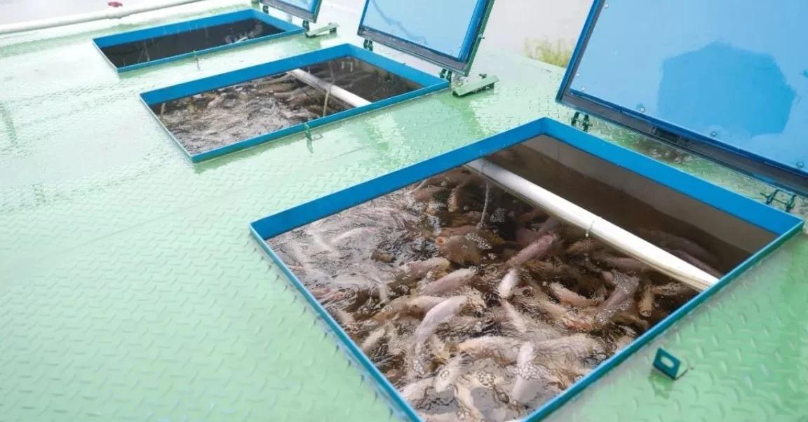 集装箱养殖:水产养殖的新革命