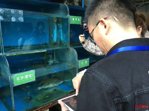 搞餐饮的注意 野生 河鲜 不能出现在菜单中,鱼从哪来要提供购买凭证