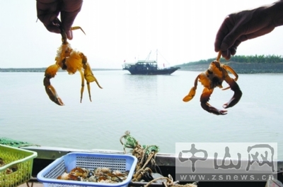 广东中山成全国最大供港澳塘鱼基地,7成鱼外销