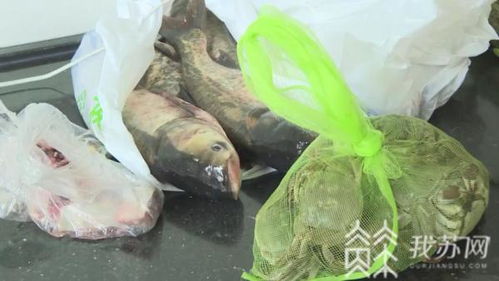 江苏省 双节临近 水产品源头检测保障舌尖上安全