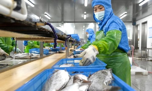 宁德蕉城水产业 满产赶订单,出海拓市场