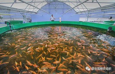 2020年世界渔业和水产养殖状况:每年人均消费20.5公斤鱼