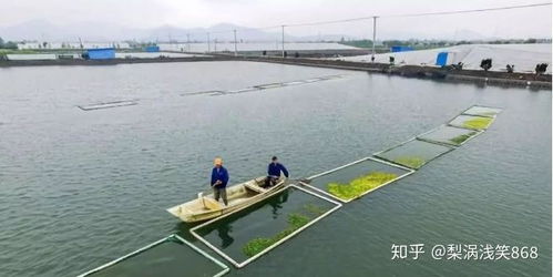 水产养殖 下半年该怎么养 病发厉害 雨水多 喂料难