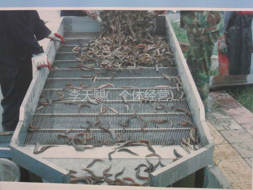 供应江苏连云港泥鳅苗养殖基地墩尚泥鳅养殖厂家江苏泥鳅养殖基地泥鳅价格图片大全 李天赐