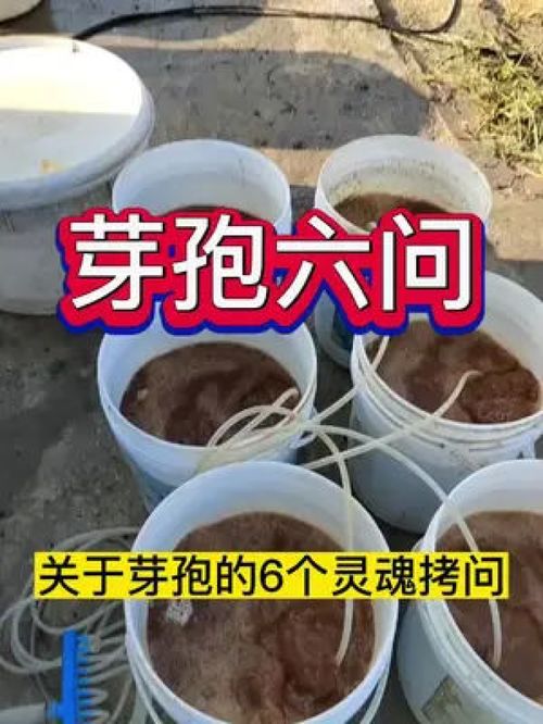 关于芽孢杆菌的几个常见问题 水产养殖 鱼虾蟹养殖 螃蟹养殖 南美白对虾养殖