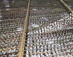 百亩面积寻找紫菜苗·最好是福建广东范围的_种苗综合价格_中国水产养殖网