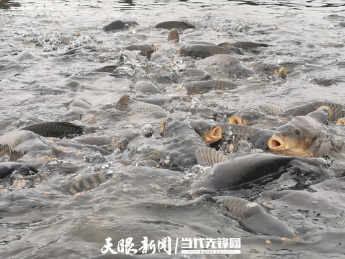 鱼儿上岸养 效益数倍增 黔西南州蹚出绿色养殖新路