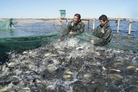 阿勒泰市水产养殖实验场