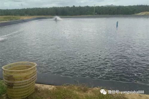 池塘养殖中底质恶化了,你知道怎么办吗