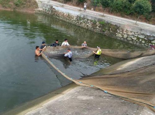 迂 鱼 雨 遇 丹江口市金陂水产养殖场实习感悟